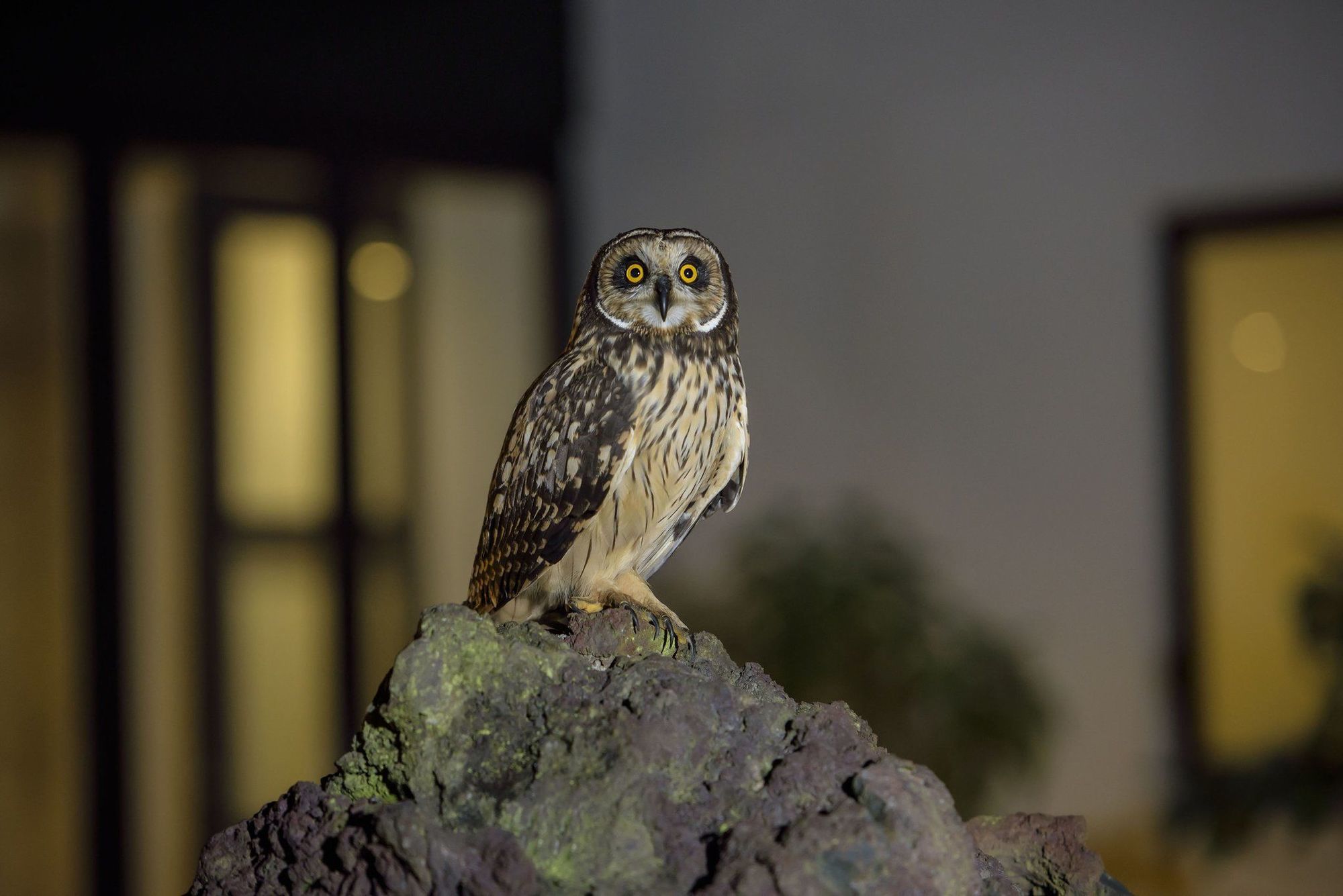 Pikaia Lodge Santa Cruz Island Zewnętrze zdjęcie